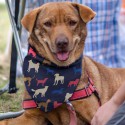 Homeware Products - Pet Bandana - Medium