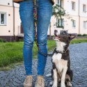 Lanyards - Amigo Dog Leash