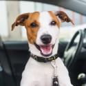 Lanyards - Amigo Dog Collar