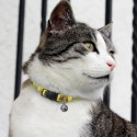 Lanyards - Amigo Cat Collar