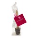 50g Chocolate Spoon Packed in Cello Bags packaging with Tag & Ribbon